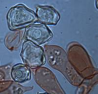 Entoloma gasteromycetoides image