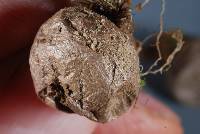 Lycoperdon glabrescens image