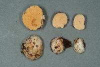 Gymnomyces redolens image