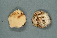 Gymnomyces redolens image