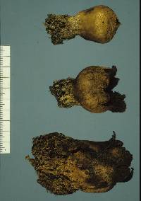 Scleroderma cepa image