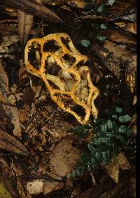 Clathrus chrysomycelinus image