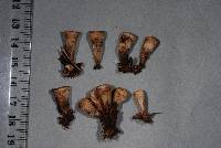 Cyathus stercoreus image