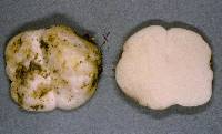 Gymnomyces redolens image