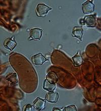 Entoloma gasteromycetoides image