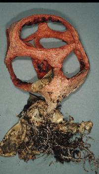 Clathrus archeri image