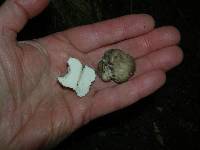 Gymnomyces fuscus image