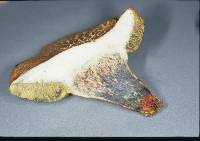 Boletus chrysenteron image