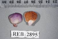 Cortinarius porphyroideus image