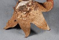 Geastrum velutinum image