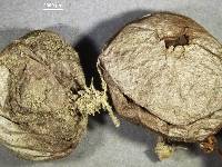 Lycoperdon polymorphum image