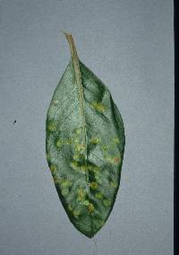 Puccinia coprosmae image