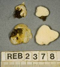 Gymnomyces redolens image