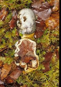 Lycoperdon pratense image