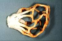 Clathrus chrysomycelinus image