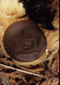 Geastrum plicatum image