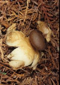 Geastrum plicatum image