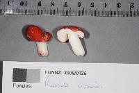 Russula kermesina image