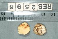 Gymnomyces redolens image