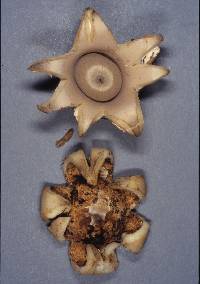 Geastrum triplex image