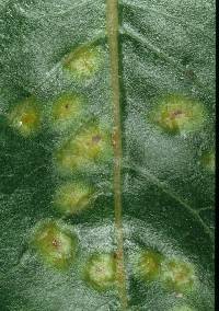 Puccinia coprosmae image