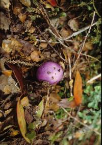 Cortinarius porphyroideus image