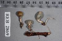 Psilocybe weraroa image