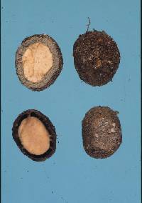 Mesophellia arenaria image