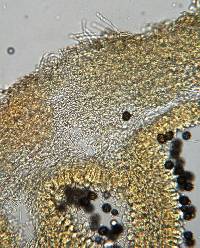 Gymnomyces redolens image