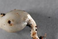 Psilocybe weraroa image