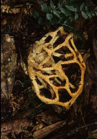 Clathrus chrysomycelinus image