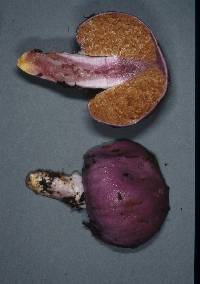 Cortinarius porphyroideus image