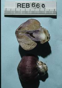 Cortinarius porphyroideus image