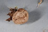 Lycoperdon glabrescens image