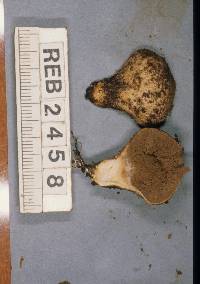 Lycoperdon compactum image