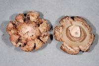 Geastrum australe image