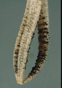 Pseudocolus fusiformis image