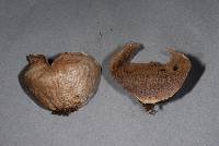 Lycoperdon pratense image