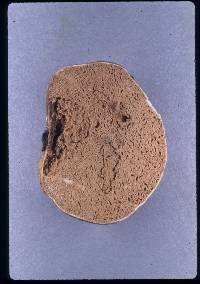 Octaviania rogersii image