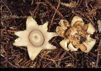 Geastrum triplex image