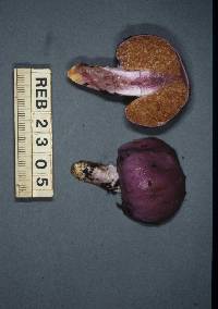 Cortinarius porphyroideus image