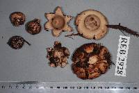 Geastrum australe image