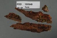 Image of Rimaconus coronatus