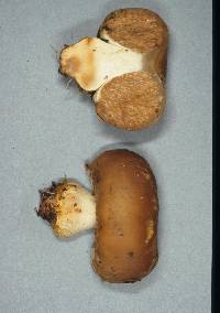 Cortinarius napivelatus image