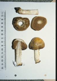 Cortinarius epiphaeus image