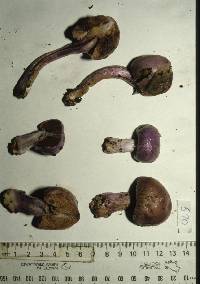 Cortinarius porphyroideus image