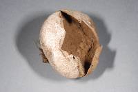 Lycoperdon pratense image