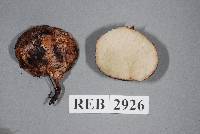 Rhizopogon parksii image