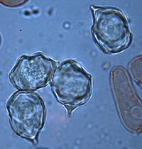 Entoloma gasteromycetoides image