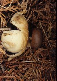 Geastrum plicatum image